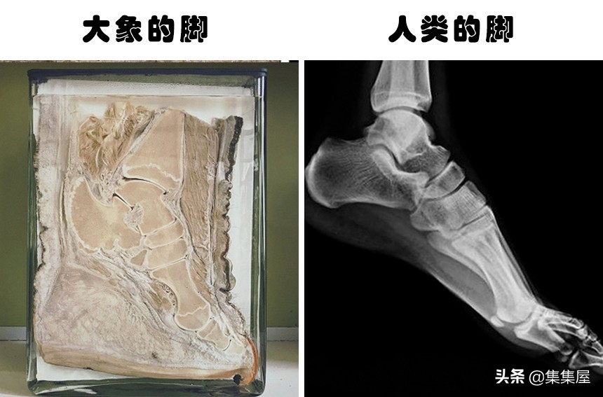 关于动物的15个冷知识-第10张图片-大千世界