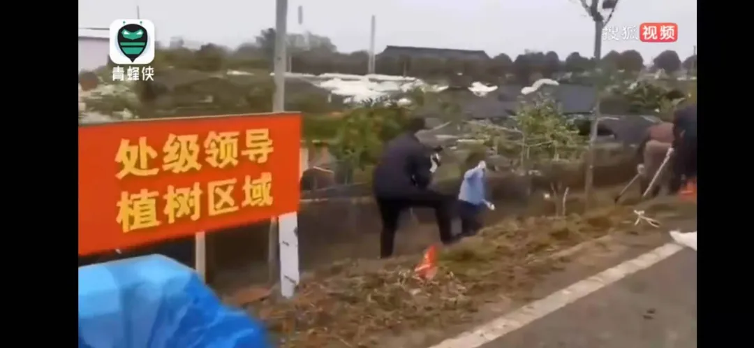 设置处级领导植树区引关注，出了问题小王“背”