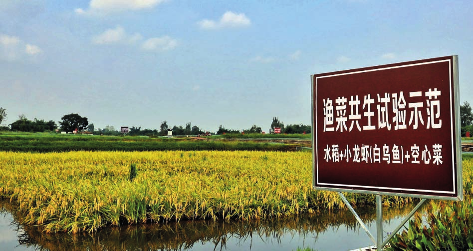 中国稻渔综合种养产业发展报告 （2020）