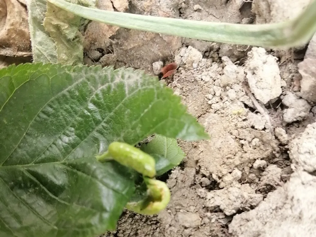 天府新区华阳幼儿园西区开展“幼儿园里的樱桃树”主题活动