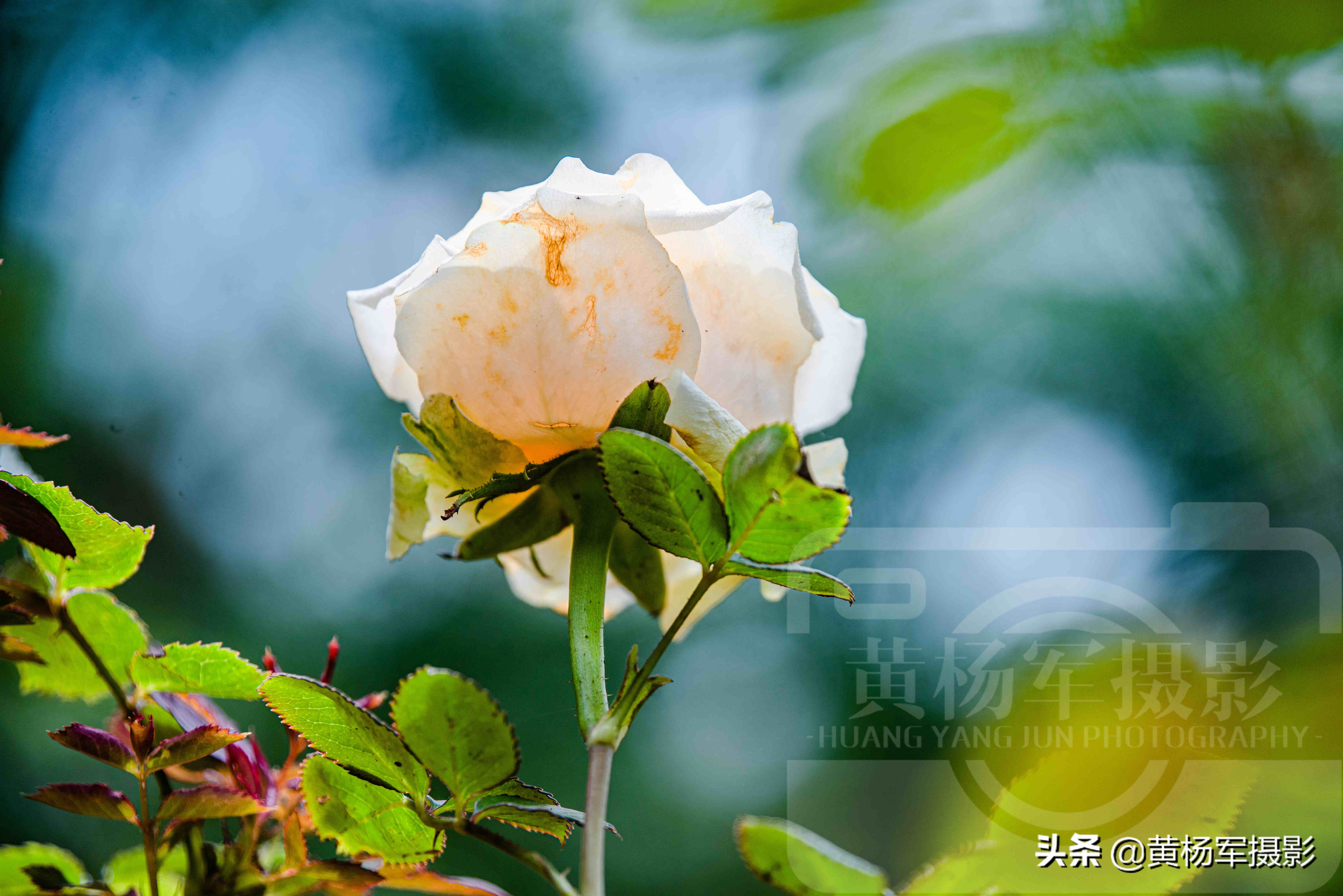 初夏娇艳绽放的玫瑰花 阳光下清新绚烂的花朵特好看 花开艳丽 黄杨军摄影 Mdeditor