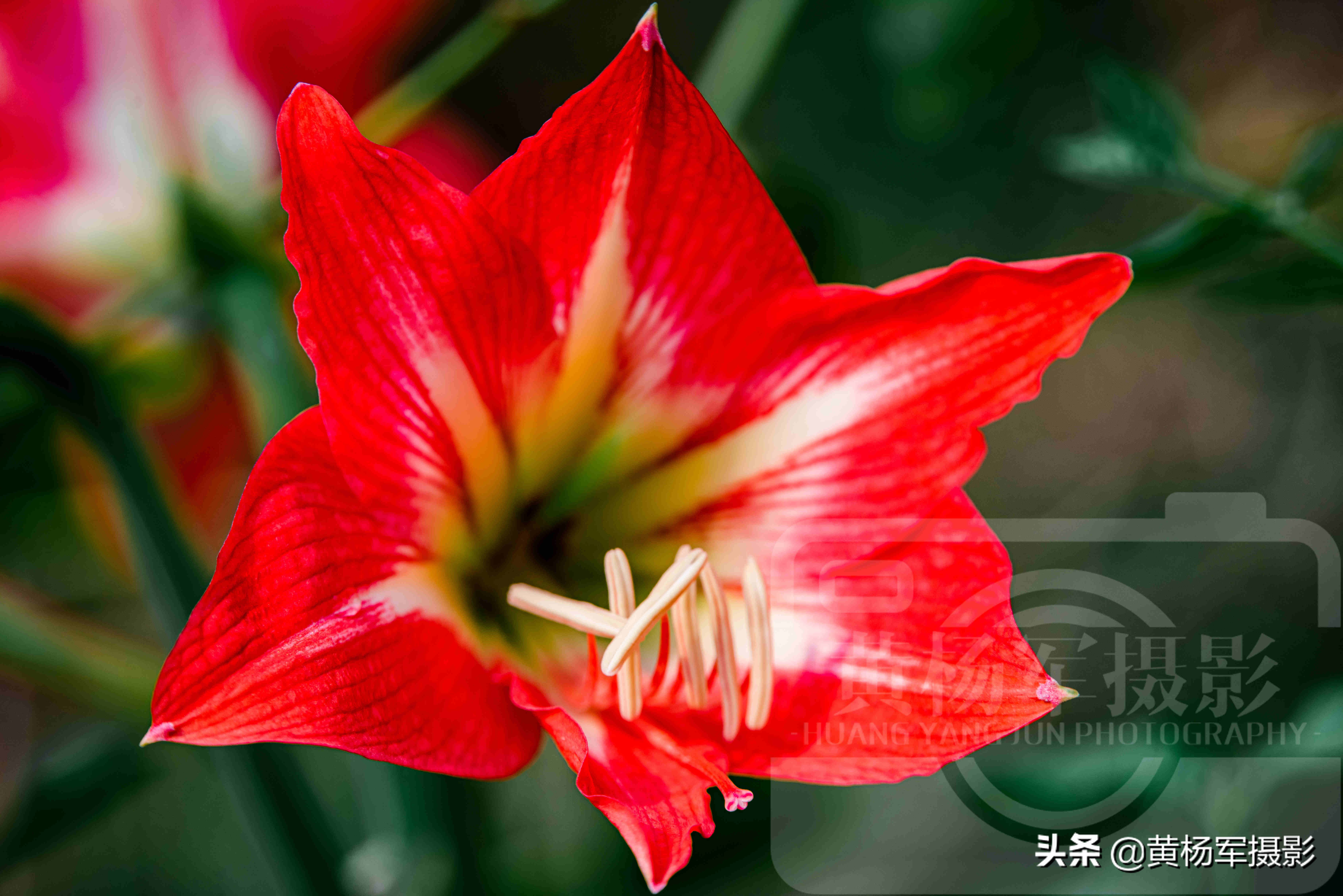 陽光下美麗綻放的朱頂紅花 紅艷嬌美的花朵絢爛迷人 春花極美 Mp頭條