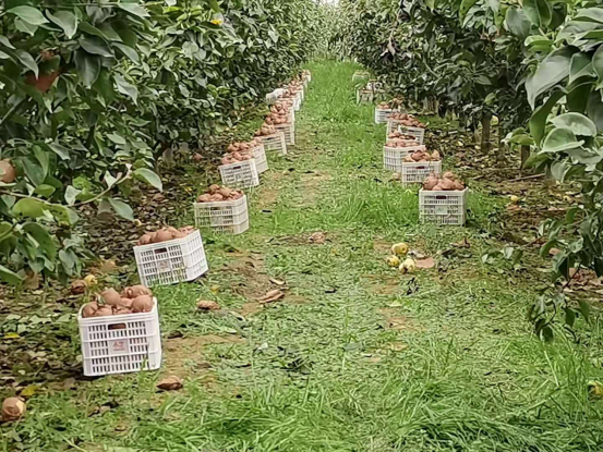 “前荒”不荒梨飘香，一村一品登金榜