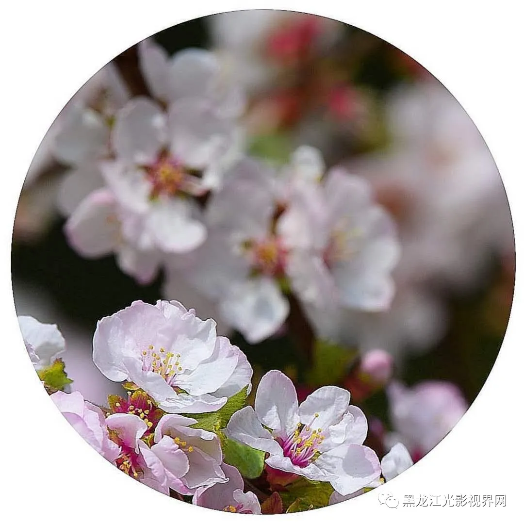 五月的鲜花再次“绽放”,你来了吗?