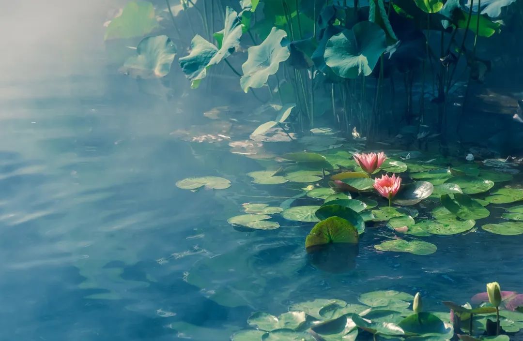 李清照词里的夏日-第5张图片-非凡网
