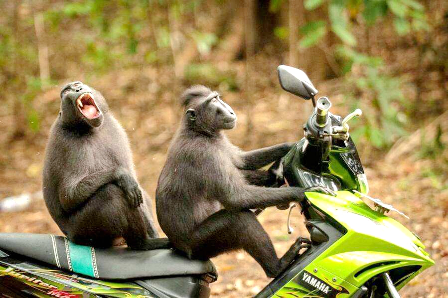 动物世界的幽默，15个动物笑话小故事，让人发笑又令人沉思-第8张图片-大千世界