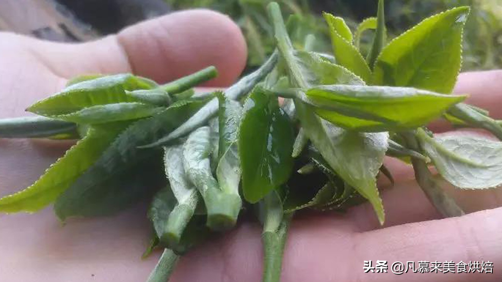 什么茶最好？茶叶品种？中国最好喝的30种名茶，如何选购茶叶