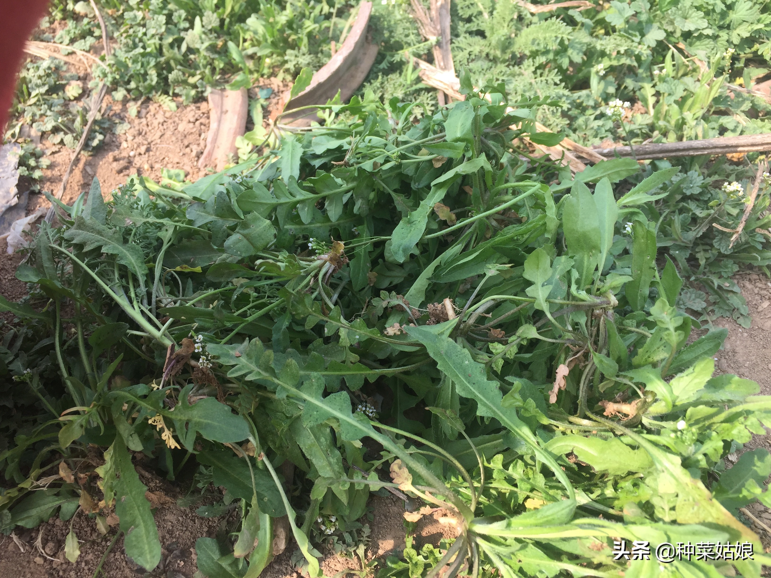 这些农村常吃的野菜种起来很简单 开春种一些 不用到处挖野菜了 种菜姑娘 Mdeditor