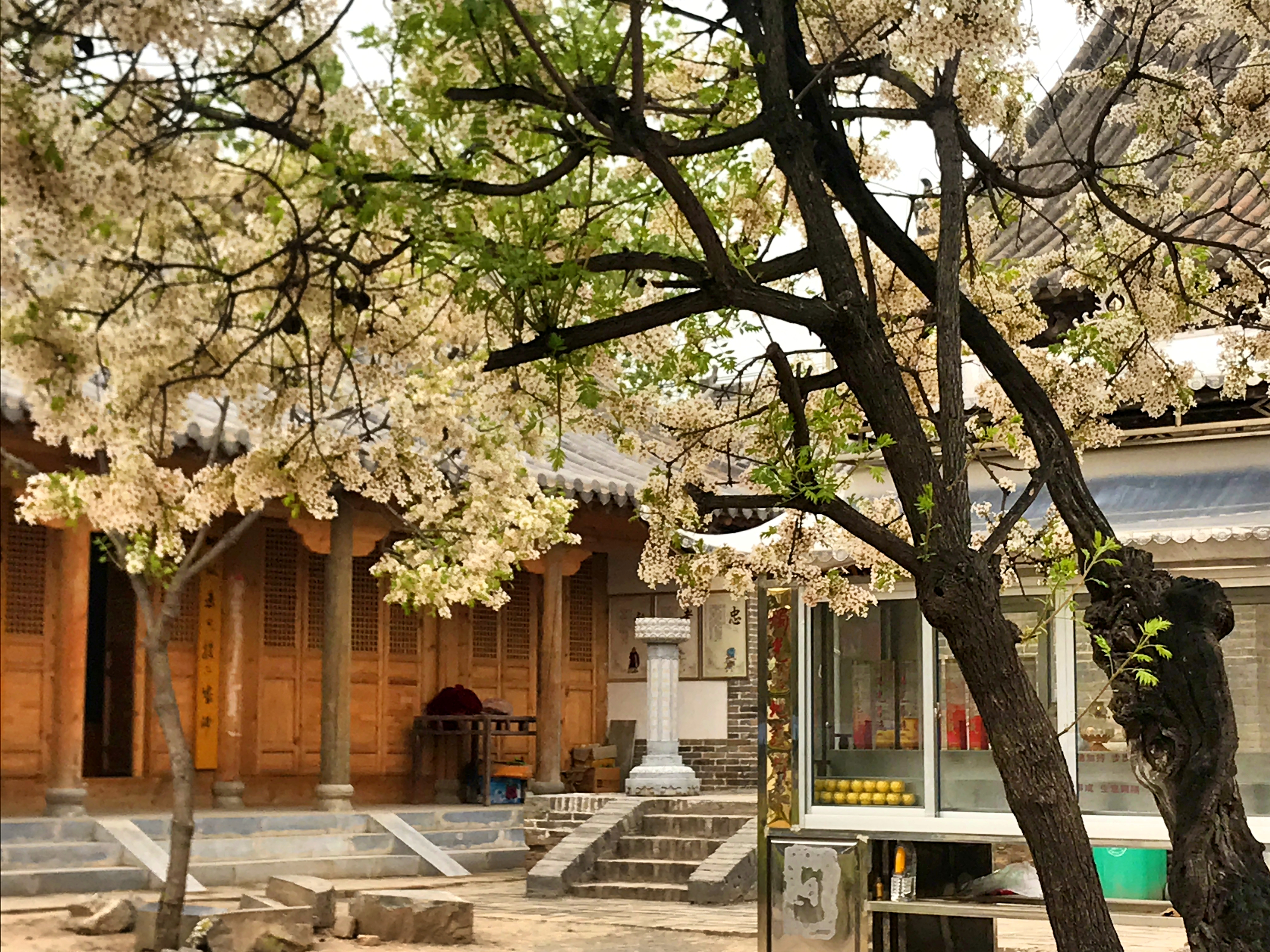 武陟吉祥寺的傳說 任姓 Mdeditor