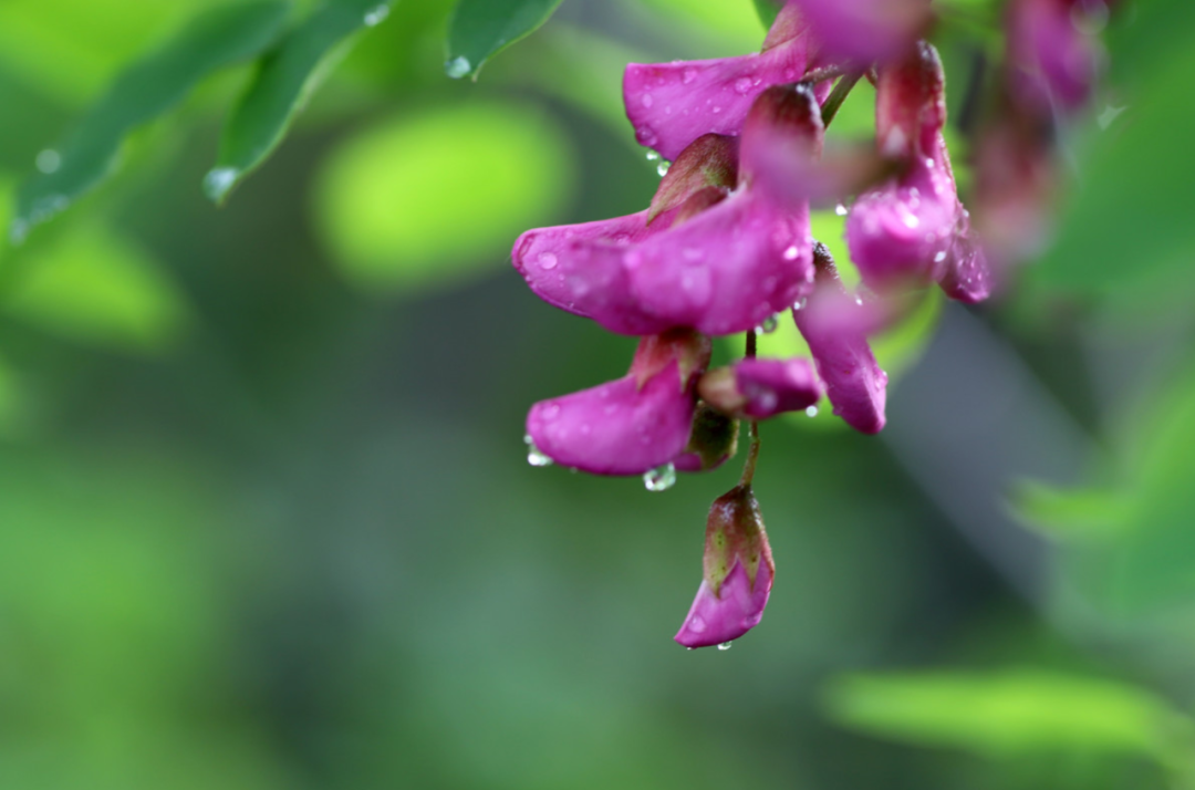 雨过天晴后处处充满诗意-第4张图片-非凡网