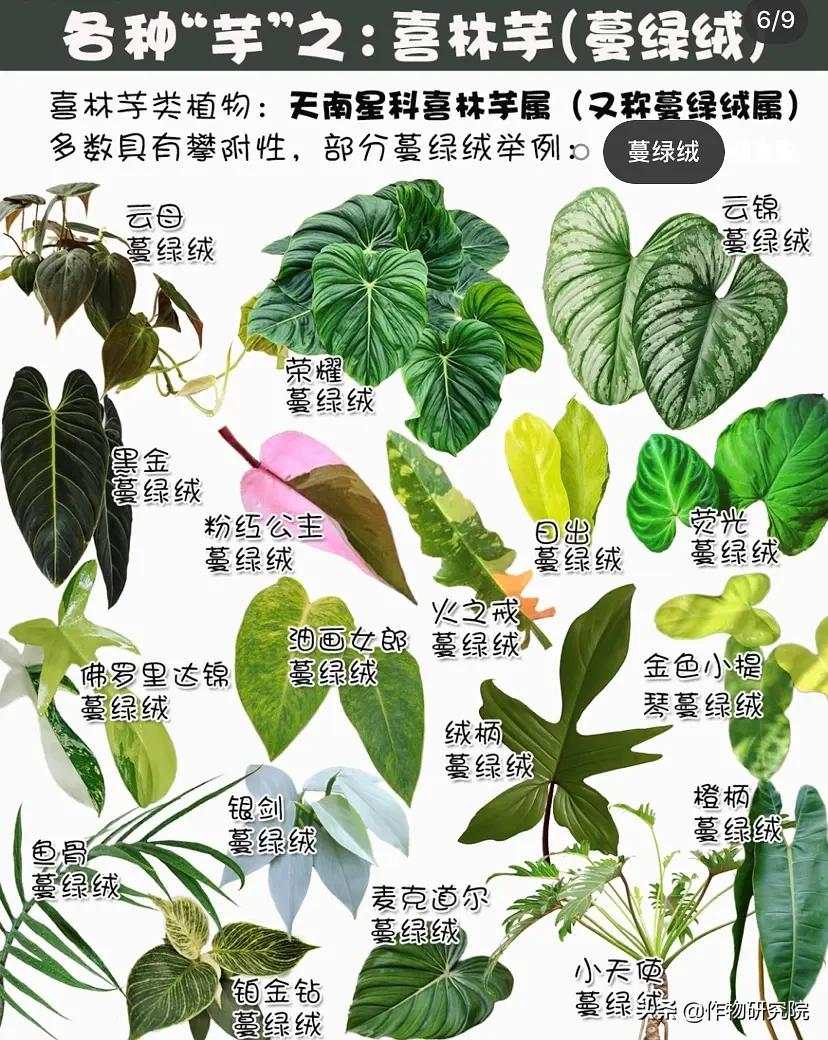 全封閉陽臺種植指南 如何在家裡快速打造一片小森林 作物研究院 Mdeditor 全封閉陽臺種植指南 如何在家裡快速打造一片小森林 作物研究院 Mdeditor