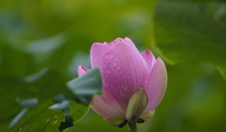 听荷莲花池，觉着有一种别样的诗意 文/李武兵 摄影/王名才