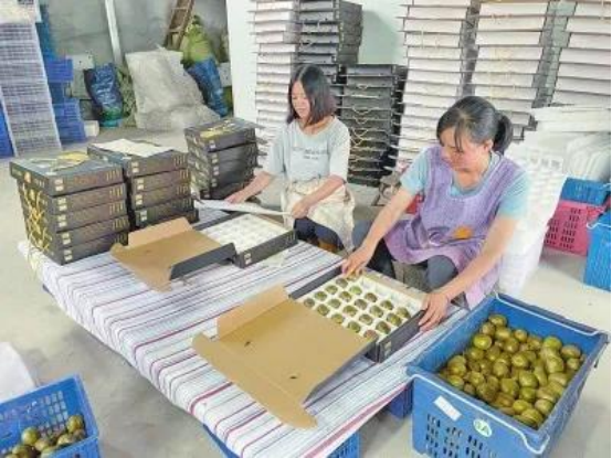 四川冕宁：猕猴桃产业铺就致富路