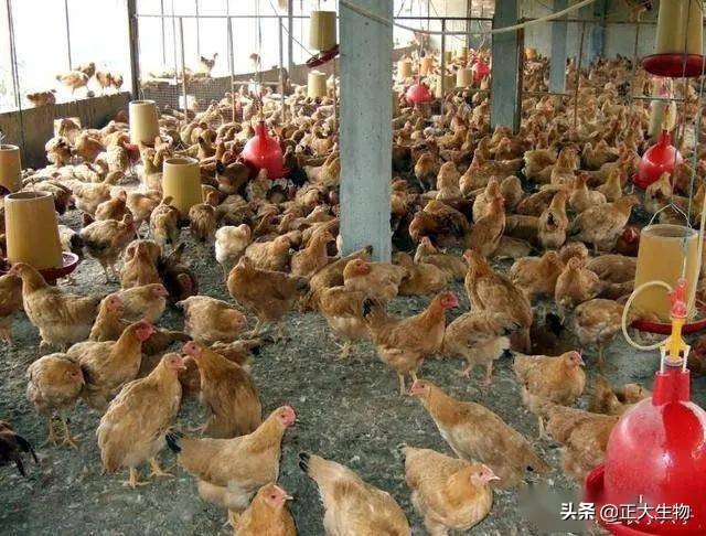 农村加盟养殖项目，农村特大养鸡骗局曝光，加盟养殖被骗上千万？