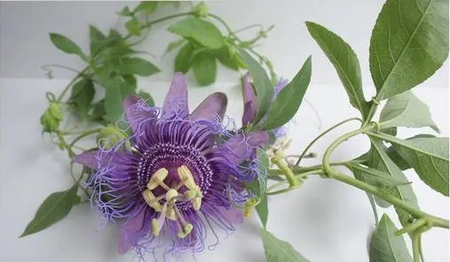 160種· 奇花異草,絕對有你沒見過的! 「下部分」