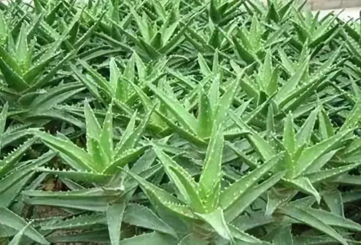 7种多肉植物具有药用价值!你都认识吗?