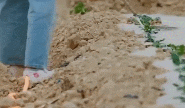 向往的生活：张子枫给瓜苗浇水！懂的人看了无