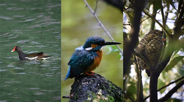 和地球一起自然自在，肯德基国家公园自然保护公益行动正式启动
