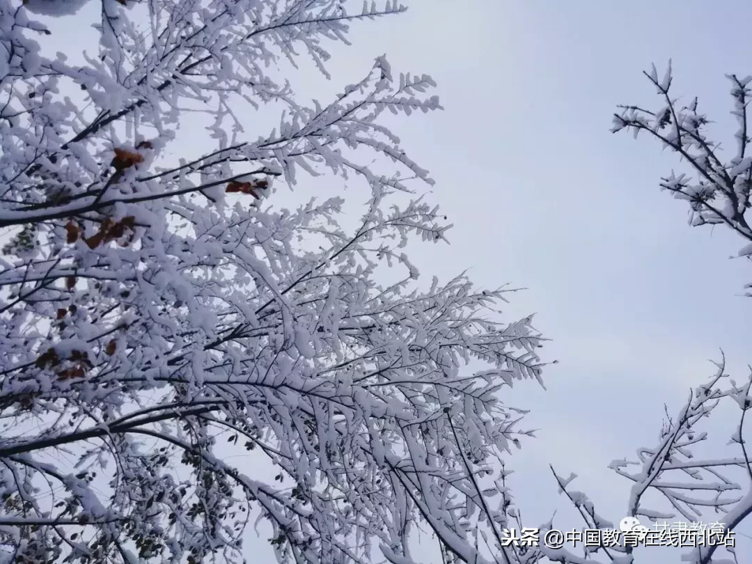 甘肃初雪|甘肃18所高校初学雪景大PK,快来看看有你的母校没?