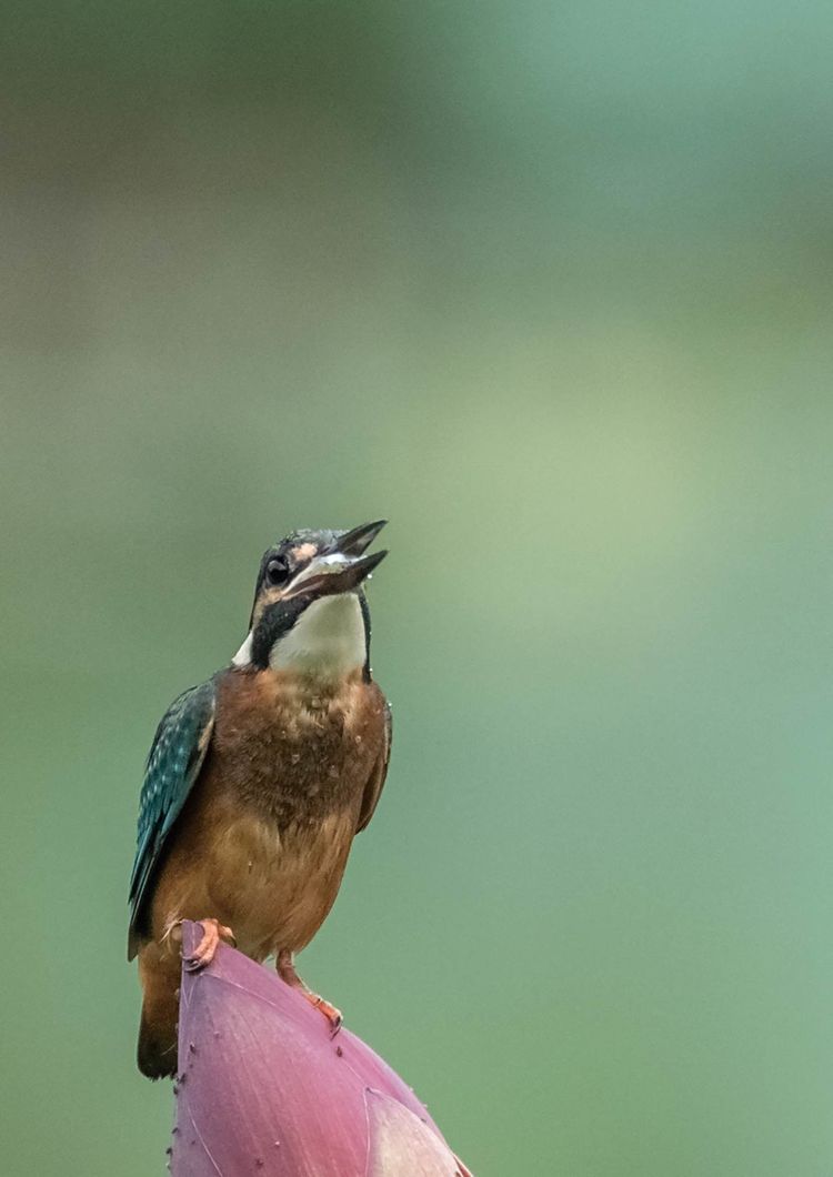 翠鳥捕魚，舌尖上的美食