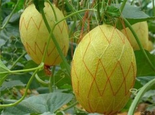 哈密瓜怎么種植 哈密瓜的種植方法