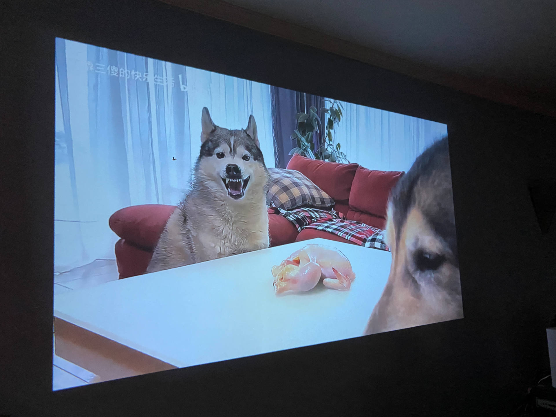 家里处处可投影吗？千元机皇小明Q1真1080P迷你投影仪体验