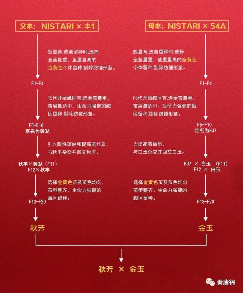 秦唐锦丝绸2020 琹唐锦黄金丝-帝锦 正式发布