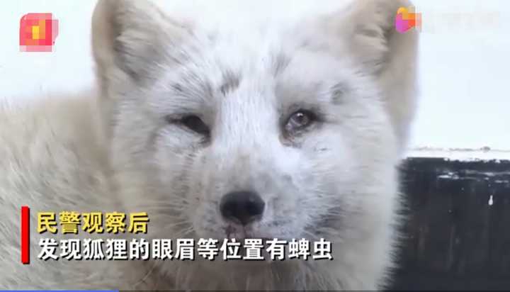 不愧是“狐貍精”，知道“有困難找警察”！東北銀狐進派出所求助