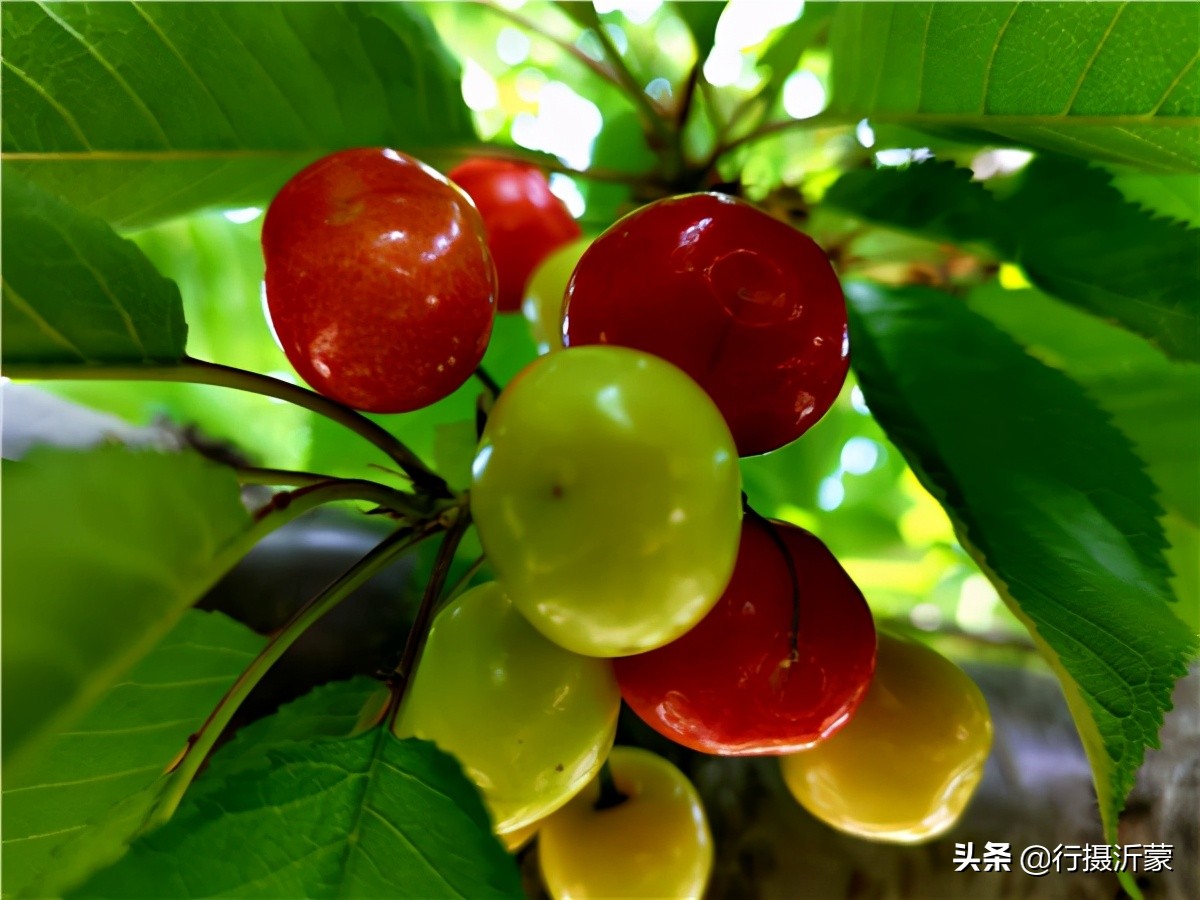 临沂市慈善捐赠义卖活动暨临沂马泉第六届万亩樱桃采摘文化节开幕
