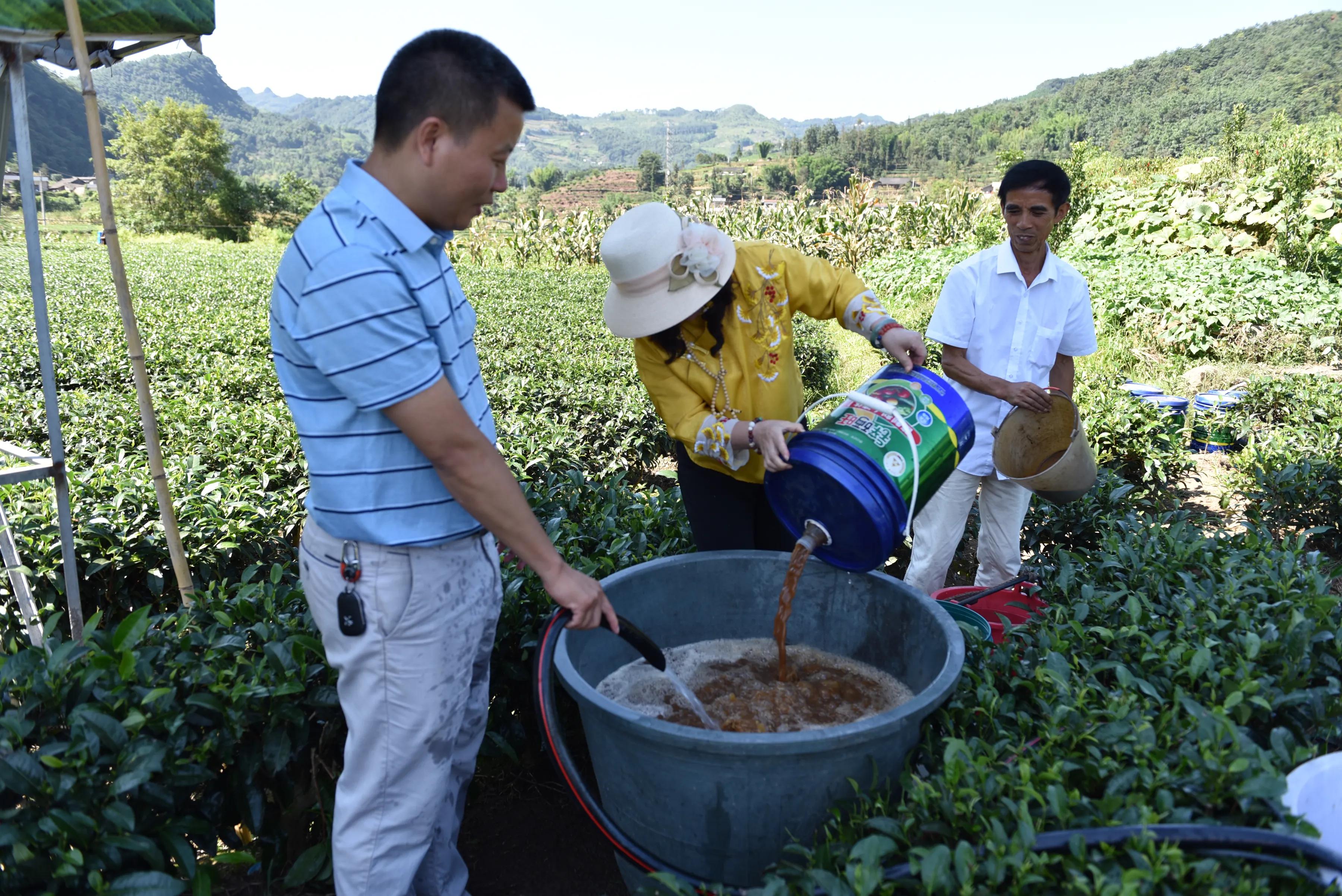 筠连县政协经济委科技实验推进“双助”活动落地 助力茶叶品质提升