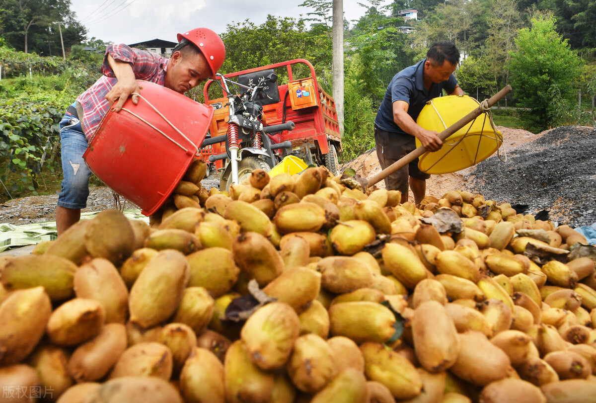獼猴桃和沙棘果哪個維生素c含量高？ 維C之王稱號真的重要嗎？