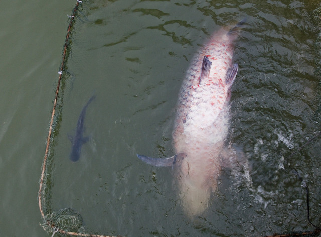 鱼王 武汉木兰湖140斤的 青鱼王 被捞起 最大能长到多大 兴国将军网