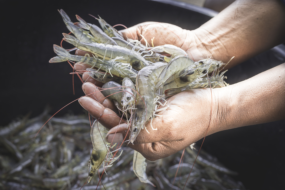 2020年需要知道对虾养殖过程中的主要细菌性疾病
