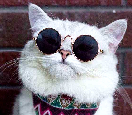 动物世界的幽默，15个动物笑话小故事，让人发笑又令人沉思-第7张图片-大千世界