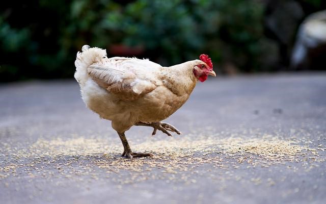 专家揭秘：什么是真正的土鸡蛋？