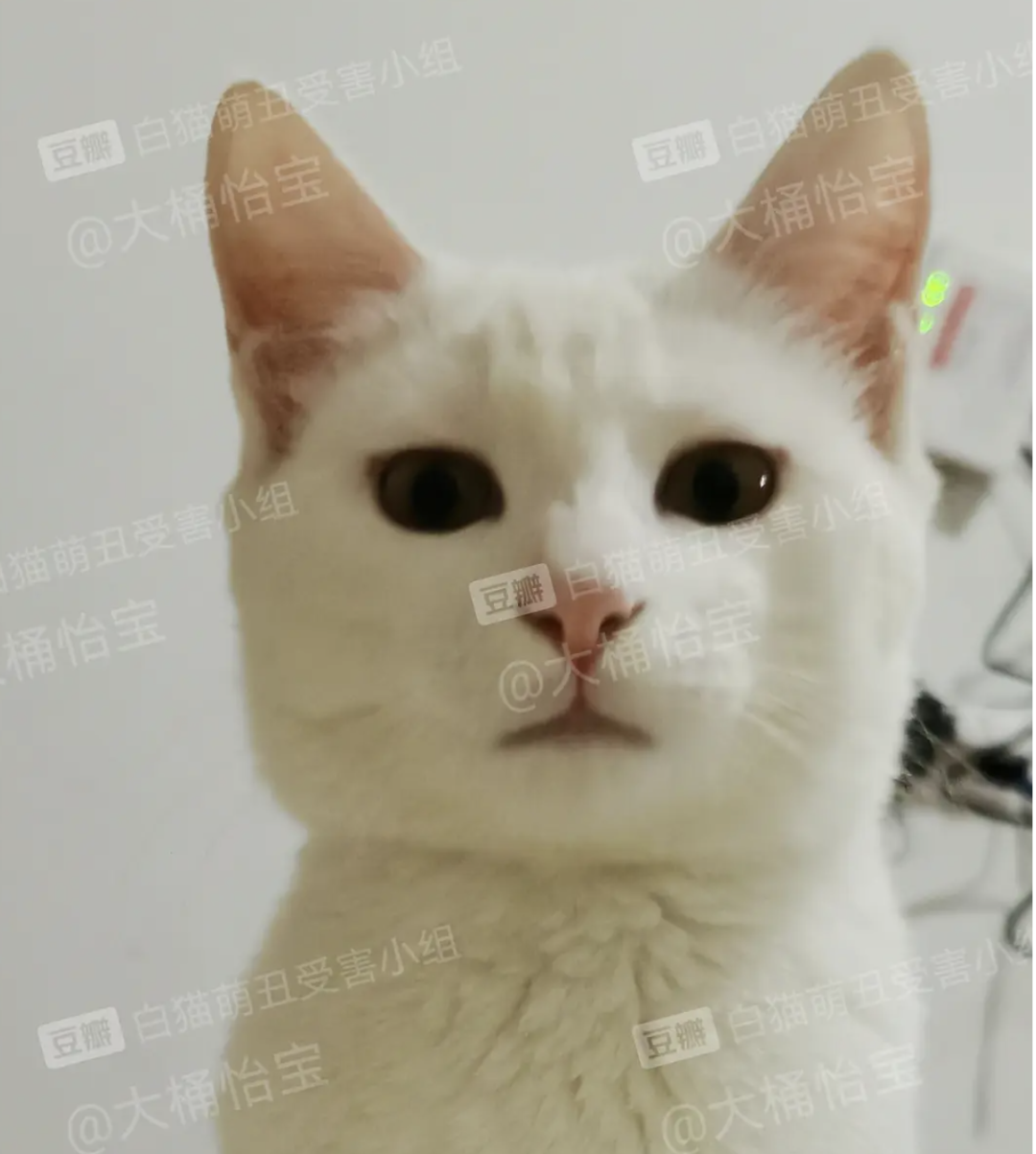 養了白貓後人傻了 我開始懷疑我的腦子 眼睛都有問題 愛貓生活 Mdeditor