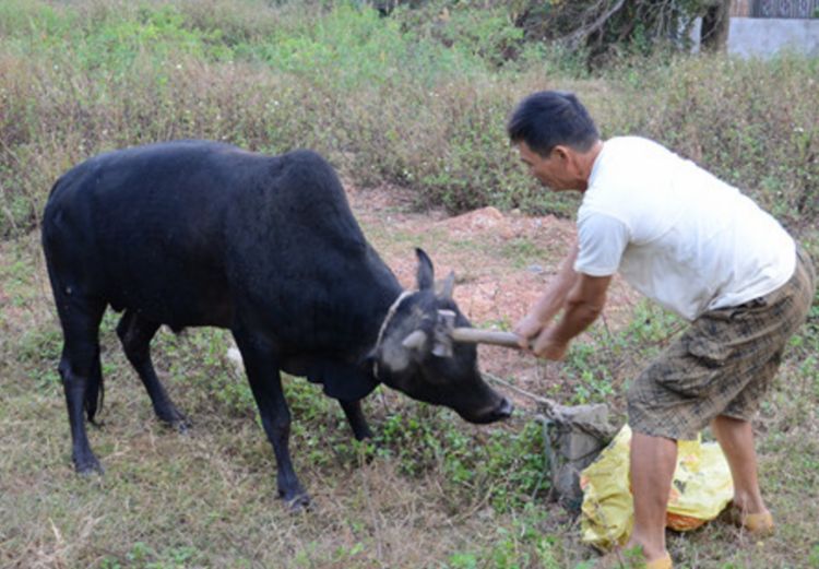 为什么农村杀牛时，要蒙住牛的眼睛？听听农民