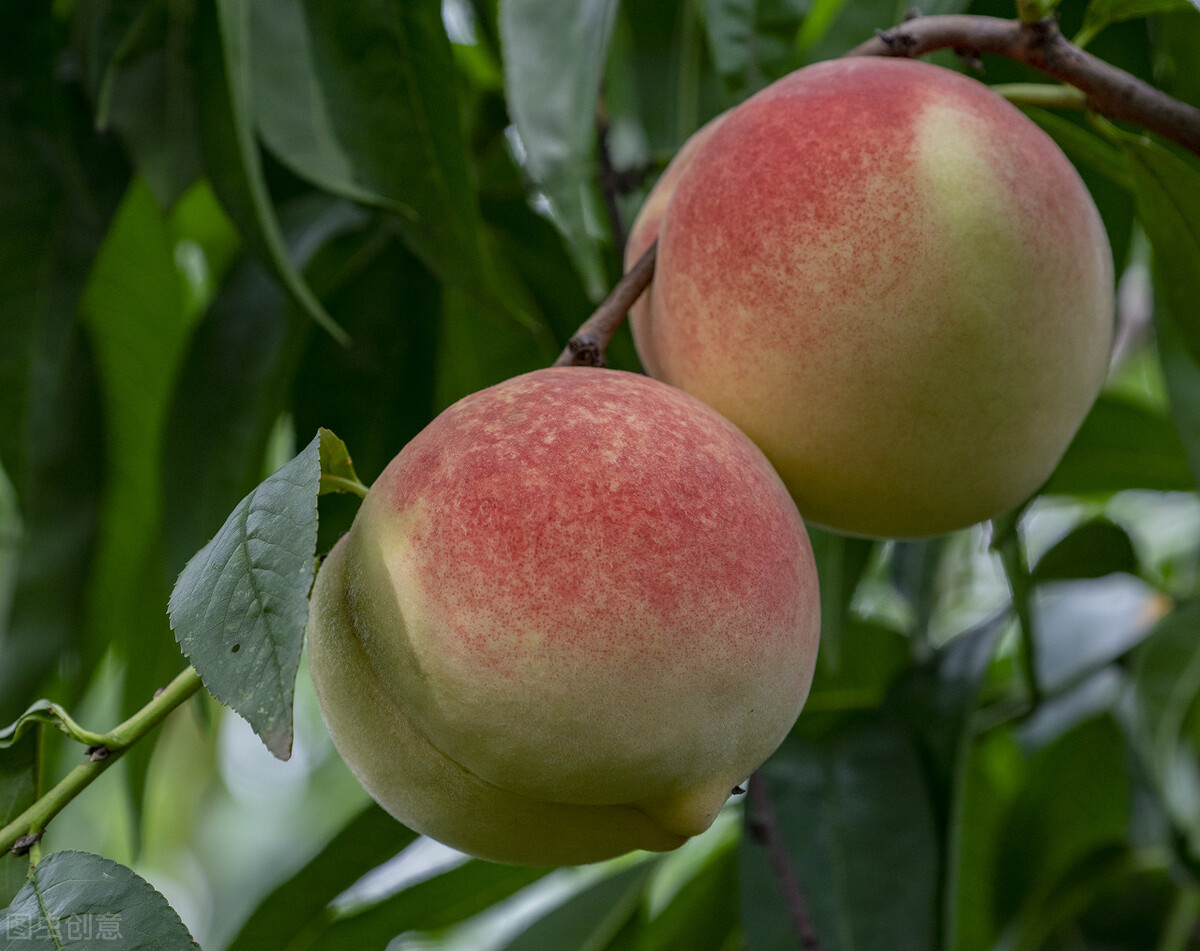 在山东泰安的泰山一带,有一个叫肥城的县级市,这里盛产桃子,桃树的