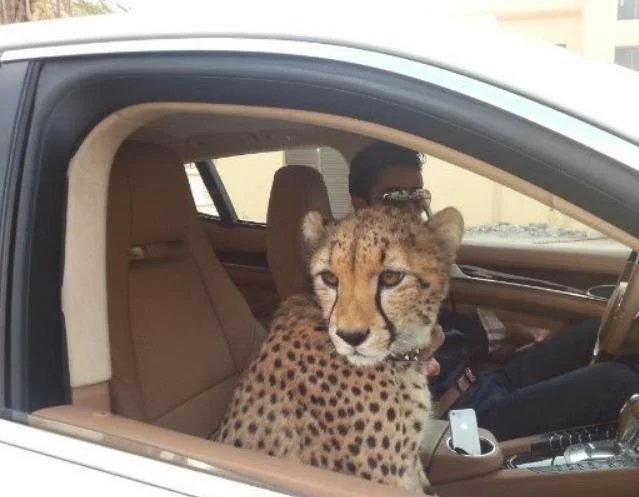 迪拜富豪那么多，为啥很少有人登上福布斯富豪榜？今天总算明白了