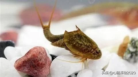 它熬死了恐龙，如今却成为人类的宠物，名字霸