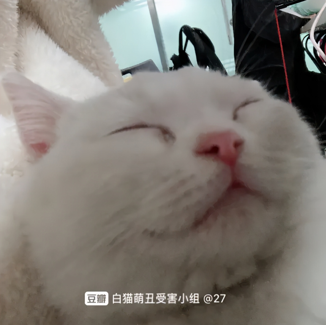 救命 我家的猫越长越丑了 每日豆瓣 Mdeditor