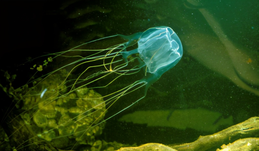 澳洲海滩出现全球最毒生物！一碰致命！已有1