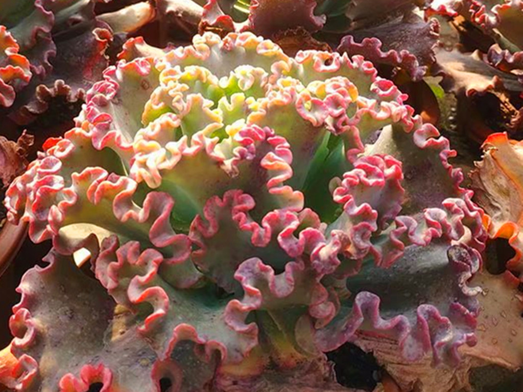 多肉婚纱就是女王花笠 夏天生长旺盛 粉色蕾丝边依然明显 花园与诗词 Mdeditor