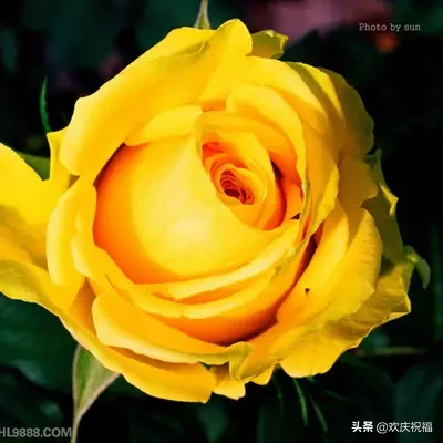 祝福语|正月初十一祝福语图片 一心一意的祝福送给你祝您一生幸福一世平安