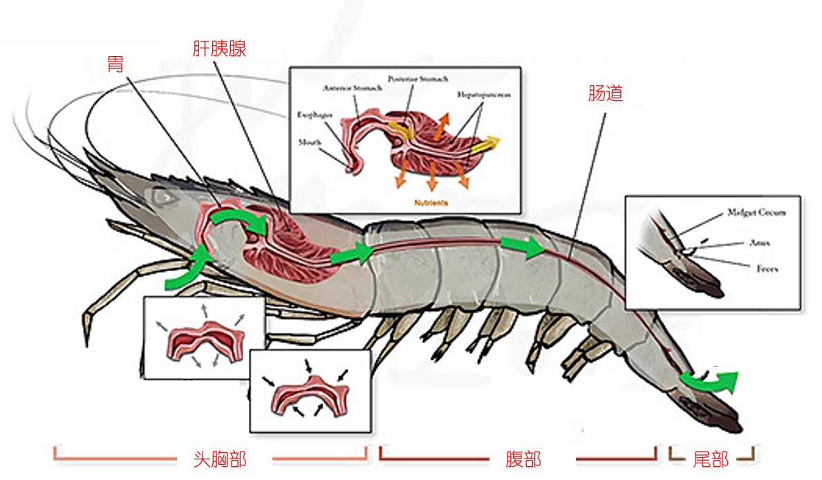 无论是对虾,龙虾还是螯虾,在它们的头部都集中分布着主要内脏器官