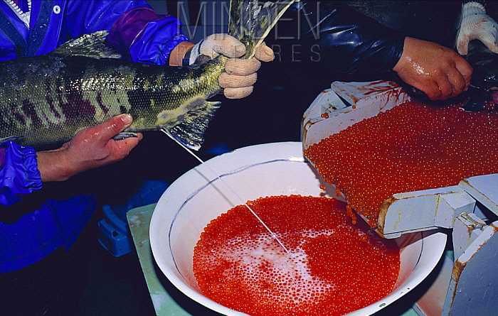 大馬哈魚之爭：中國吃60年“啞巴虧”，俄羅斯獨(dú)享“蛋糕”？