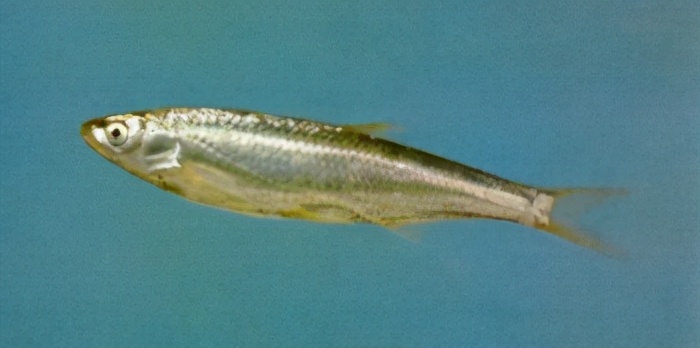 84三角鲂 鲤科megalobrama terminalis (richardson)(三角鳊,乌鳊)85