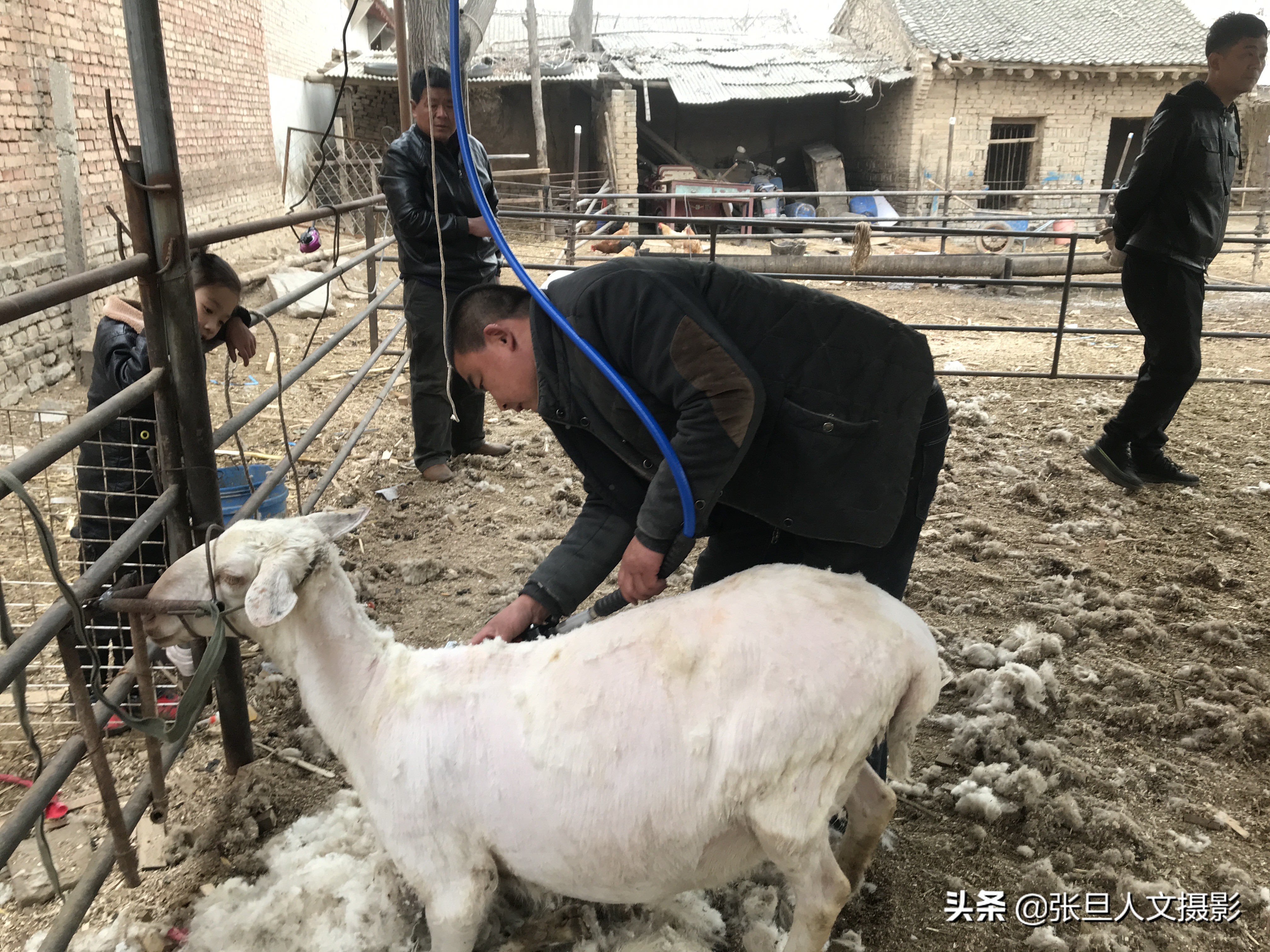 去年养羊赚了近十万元，今年听人指点又找到了一条赚钱的门路