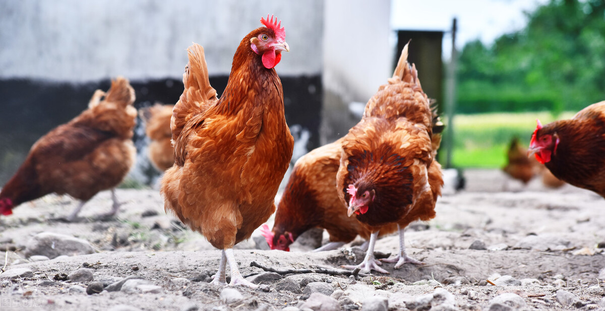 秋、冬季鸡病毒性感冒高发，且发病严重，养殖户朋友该如何预防？