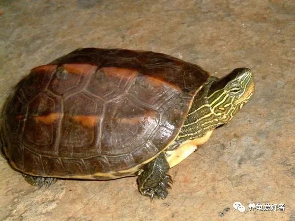 自從飼養烏龜之後，你應該了解這幾件事了吧？
